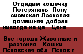 Отдадим кошечку.Потерялась. Полу сиамская.Ласковая,домашняя,добрая,никогда не ца › Цена ­ 1 - Все города Животные и растения » Кошки   . Псковская обл.,Псков г.